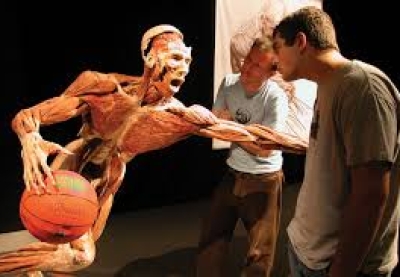 body worlds 2