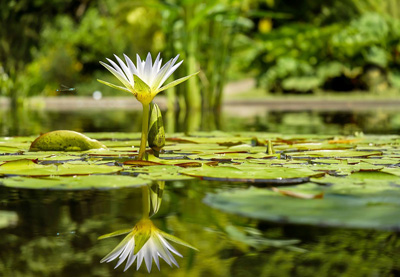 orto-botanico-450-anni-iniziative-bologna-guida-turistica